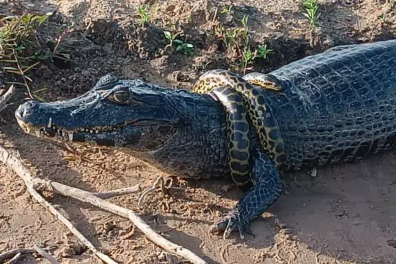 CENA INCRÍVEL no Pantanal: Sucuri e jacaré se enrolam em dança mortal — adolescente flagra o duelo épico!