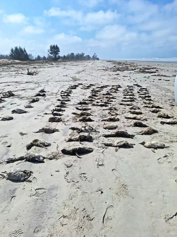 Cenário Chocante: Litoral de SP Registra Quase 650 Animais Marinhos Encalhados em Apenas 7 Dias