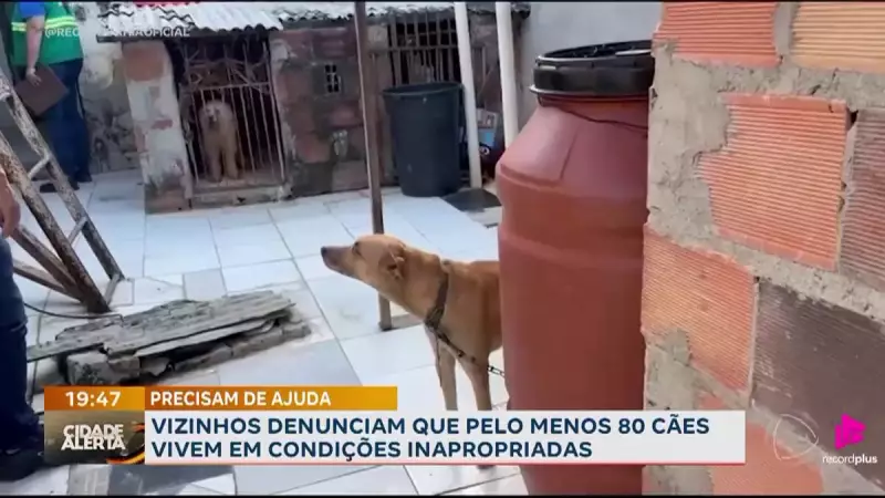 Cerca de 80 cães vivem em situação deplorável em Feira de Santana; vizinhos denunciam maus-tratos