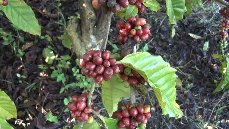 China abre as portas para o café brasileiro: novas habilitações aquecem o mercado
