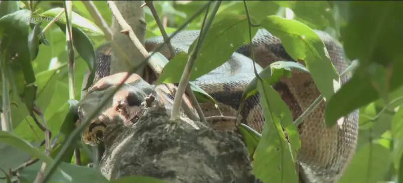 Cobra Gigante Surge Novamente nas Margens do Rio Capibaribe no Recife — Veja Vídeo!