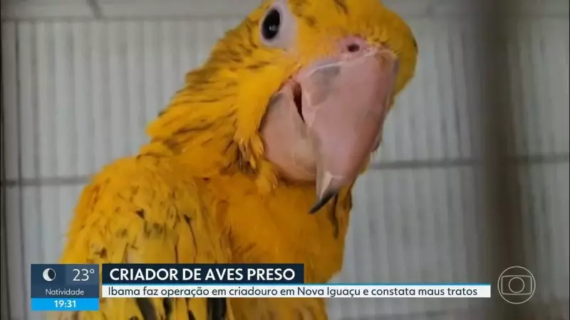 Criador de aves é detido em Nova Iguaçu por maus-tratos e comércio ilegal — IBAMA desmantela esquema