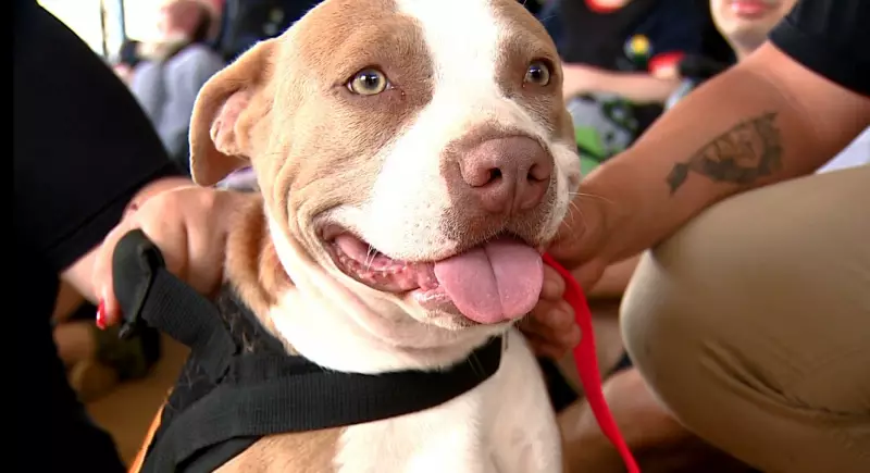 De Vira-Lata a Terapeuta: A Incrível Jornada de Cindy, a Pitbull que Roubou Corações na APAE de Americana