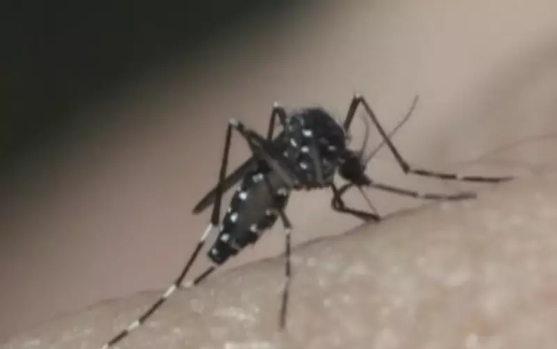 Dengue em bebês: risco 3x maior que em adolescentes! Médica alerta para sinais que pais não podem ignorar