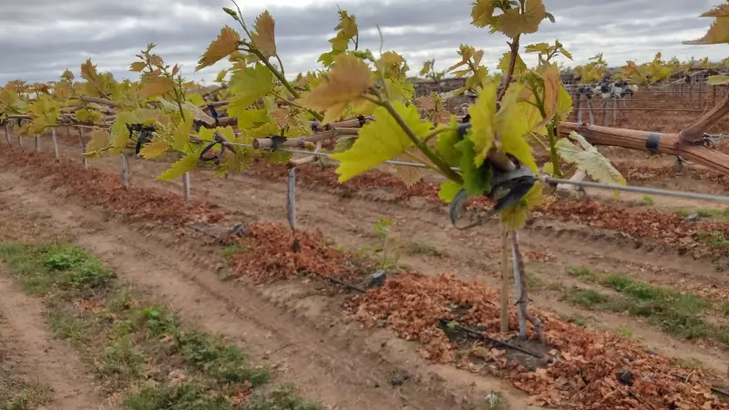Descanso das Frutas: Como o Vale do São Francisco Gerencia os Ciclos da Fruticultura