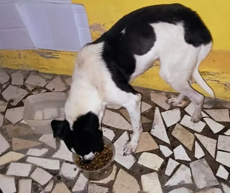 Despejo cruel: Inquilino abandona cachorro sem água e comida em casa alugada em Pirapozinho