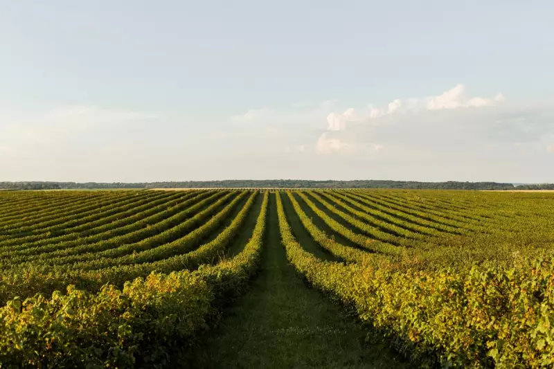 Do Campo à Mesa: Como a Tecnologia Agrícola Revoluciona o Seu Prato Todos os Dias