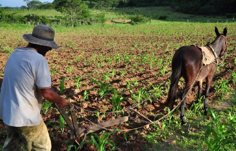 Do Campo à Sala de Aula: Projeto Inovador Alimenta Estudantes com Produtos da Agricultura Familiar em Montes Claros