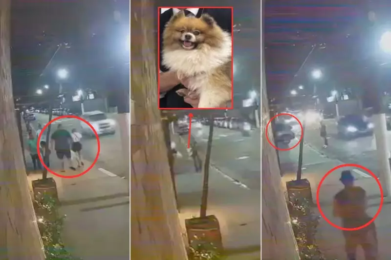 Em Ato Inusitado, Morador de Rua Devolve Cachorro Furtado a Casal no Litoral de SP — Veja o Vídeo!