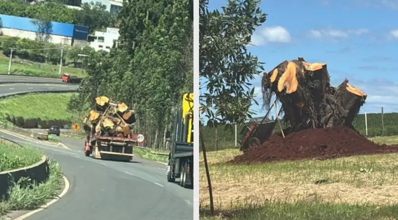 Empresária resgata memórias da infância com projeto inovador de reflorestamento no Paraná