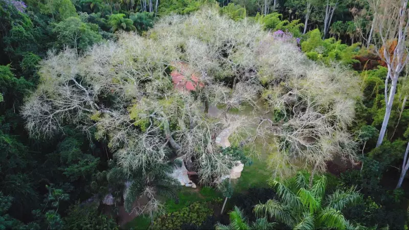Explore o Mapa do Inhotim e Descubra as Plantas que Roubaram a Cena no Terra de Minas