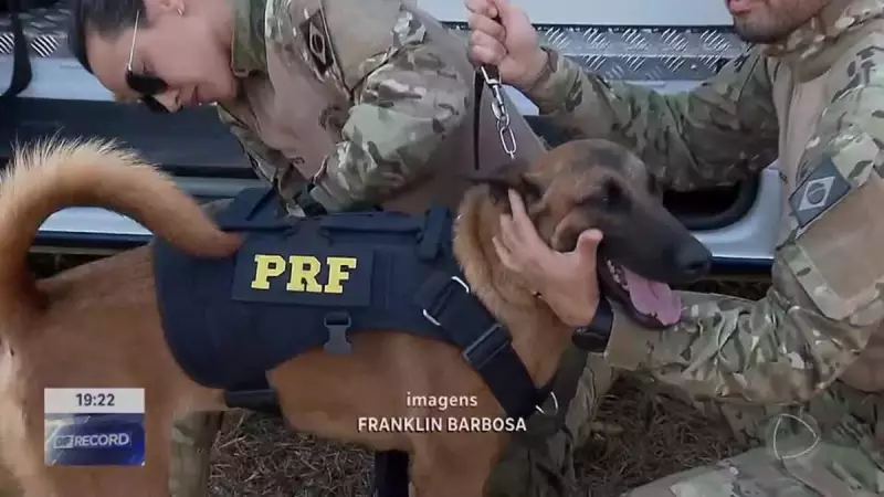 Faros Caninos da PRF Desmantelam Mega Apreensão de Drogas no DF: Veja o Incrível Trabalho dos Cães Farejadores