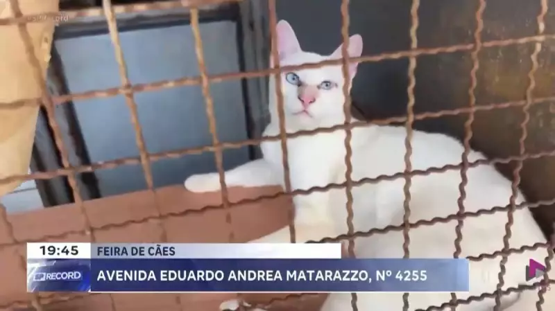 Feira de adoção em Ribeirão Preto: encontre seu novo melhor amigo neste sábado!