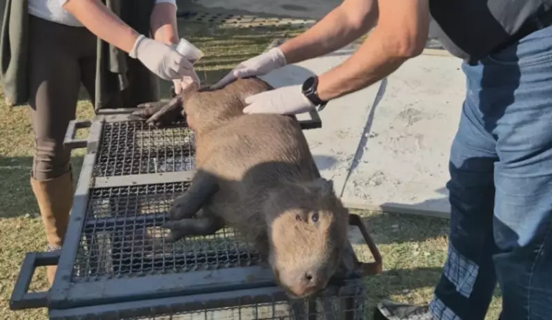 Filhote de capivara ferido é resgatado em Mogi das Cruzes — veja como ele está agora