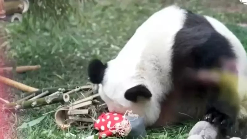 Filhote de Panda na Rússia Ganha Festa de Aniversário Surpreendente com Bolo Especial
