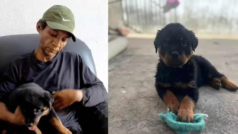 Filhote de Rottweiler é resgatada após furto e venda por míseros R$ 70 em Teresina — saiba como a história terminou!