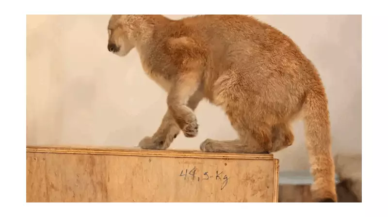 Filhote raro de puma vítima de crime ambiental ganha novo lar em zoológico reaberto no RS