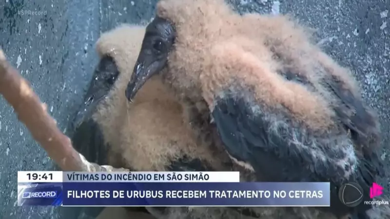 Filhotes de Urubu São Resgatados com Vida Após Incêndio em São Simão — Um Alívio no Meio da Tragédia