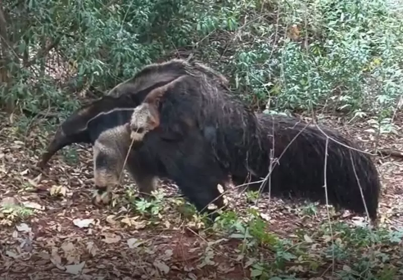 Flagrante Raro: Mãe e Filhote de Tamanduás-Bandeira Surpreendem em Reserva de Presidente Epitácio - Assista ao Vídeo!