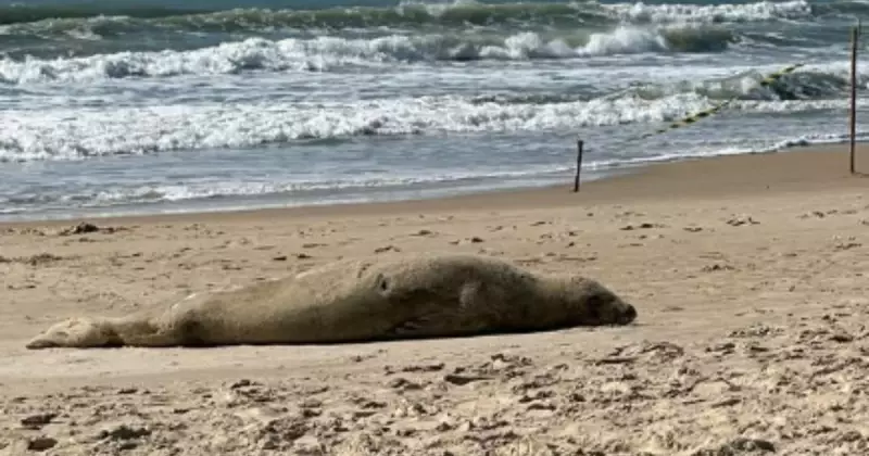 Foca Rara e Debilitada Aparece em Praia de SC e Deixa Especialistas Intrigados | ND+