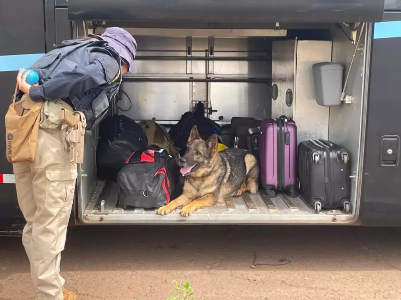 Focinhos de Elite: A Vida Secreta dos Cães que Combatem o Narcotráfico no Brasil