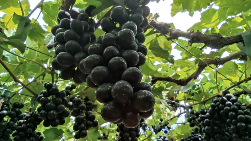 Fruticultores do Vale do São Francisco precisam se adaptar às exigências internacionais para crescer