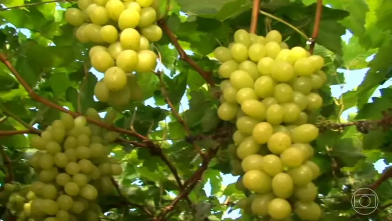 Fruticultores em crise: perda do mercado americano ameaça viabilidade econômica do setor