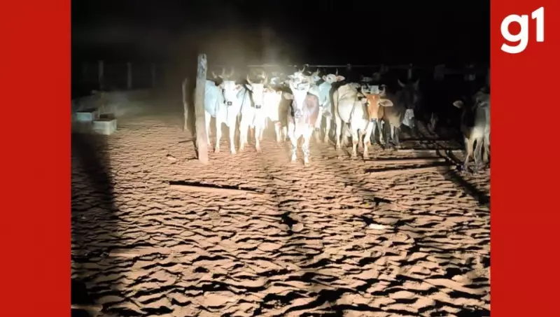 Funcionários de Fazenda em Rondonópolis Presos por Furto de Gado: Caso Abala o Agronegócio Local