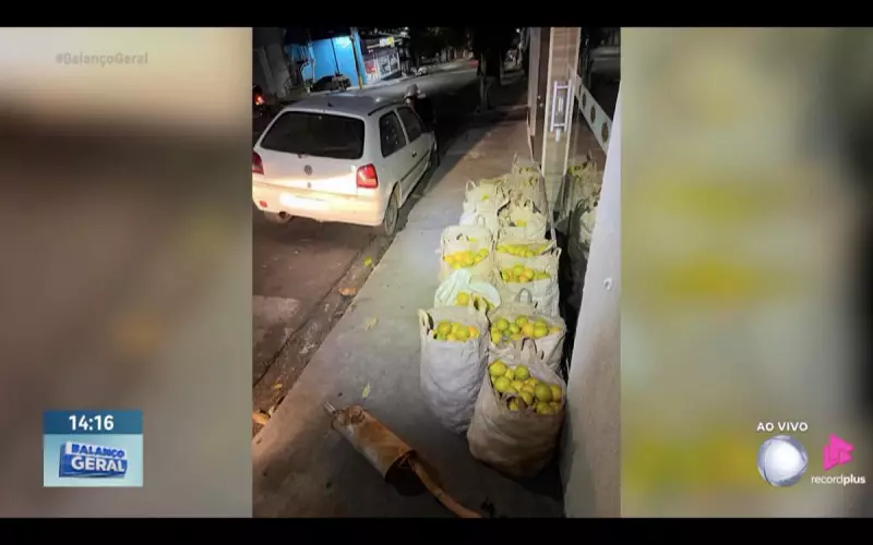 Furto de 300 kg de laranjas termina em flagrante: homem preso em Aguaí, SP
