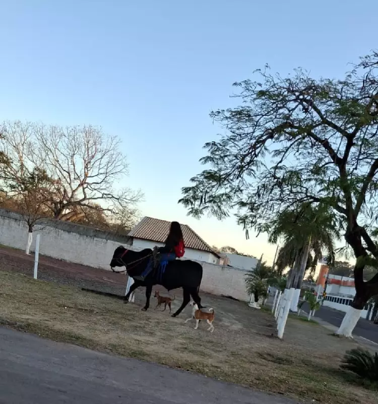 Garota chega à escola montada em touro de estimação no Pantanal — vídeo impressiona!