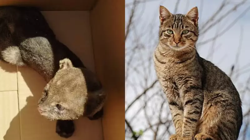 Gato doméstico ou silvestre? Descubra as diferenças e saiba como agir em cada situação