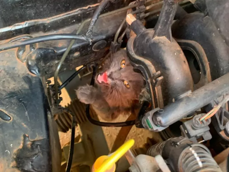 Gato preso em carro vira herói improvável e mobiliza bombeiros em MG — veja o resgate emocionante!