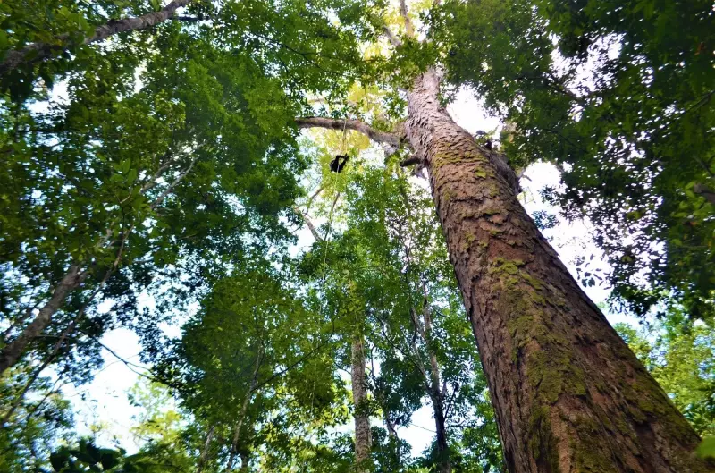 Gigantes da Amazônia em Perigo: Garimpo Ilegal e Falta de Fiscalização Ameaçam Árvores Centenárias no Amapá