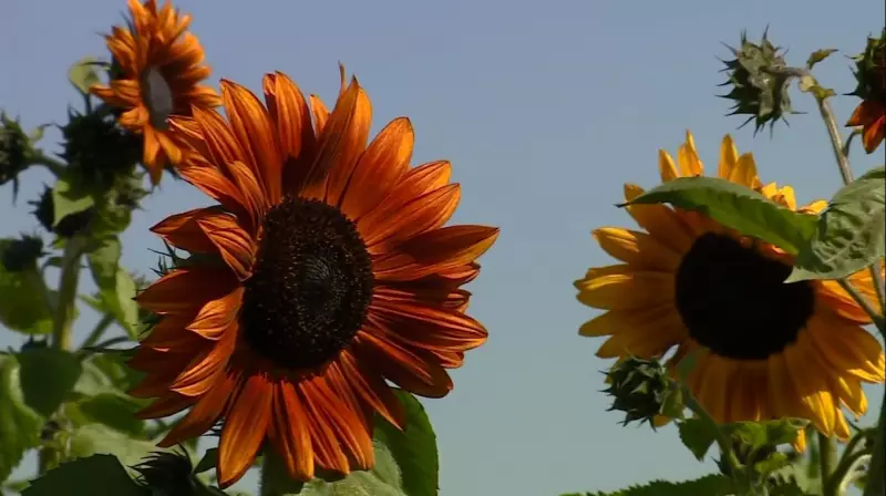 Girassol Vermelho: A Flor Exótica que Vale o Preço de um Carro e Rouba a Cena com sua Beleza Incomum