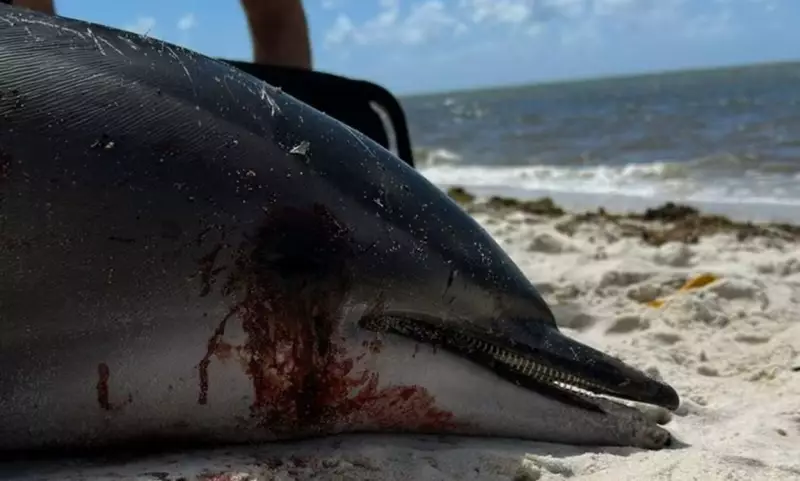 Golfinho é encontrado morto em praia de Pernambuco: veja o vídeo chocante