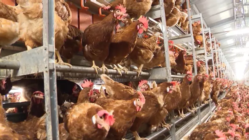 Gripe Aviária Abala Asas: Exportação de Frango do Brasil Enfura Queda em 2025