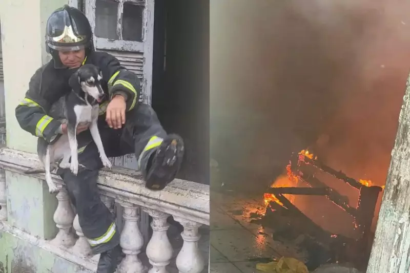 Herói de quatro patas: Bombeiros arriscam a vida para salvar cão em casarão em chamas no MS
