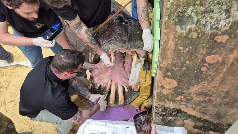 Hipopótamo de 54 anos passa por cirurgia dentária rara em zoológico de SP