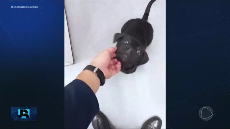 Homem Abandona Cachorro em Estacionamento de Aeroporto em Florianópolis e é Preso em Flagrante