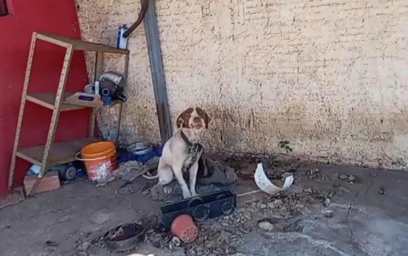 Homem é detido após crueldade com cães chocar Jaboticabal — veja os detalhes