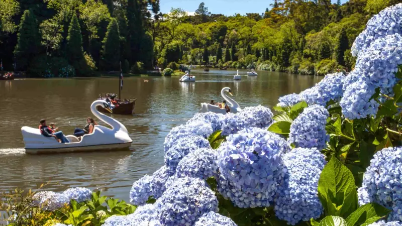 Hortênsias na Serra Gaúcha: Descubra a Origem Encantadora Desse Nome Que Virou Cartão-Postal