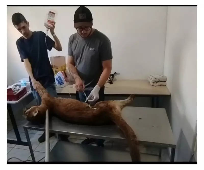 Idosa e Debilitada: Onça-Parda é Resgatada com Sucesso em Cerqueira César — Veja o Vídeo!