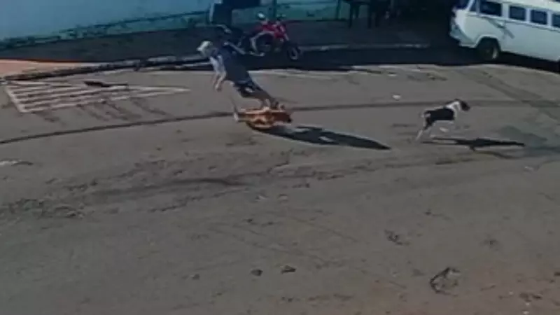 Idoso é atropelado por cachorro descontrolado e acaba internado em estado grave — Veja o vídeo chocante!