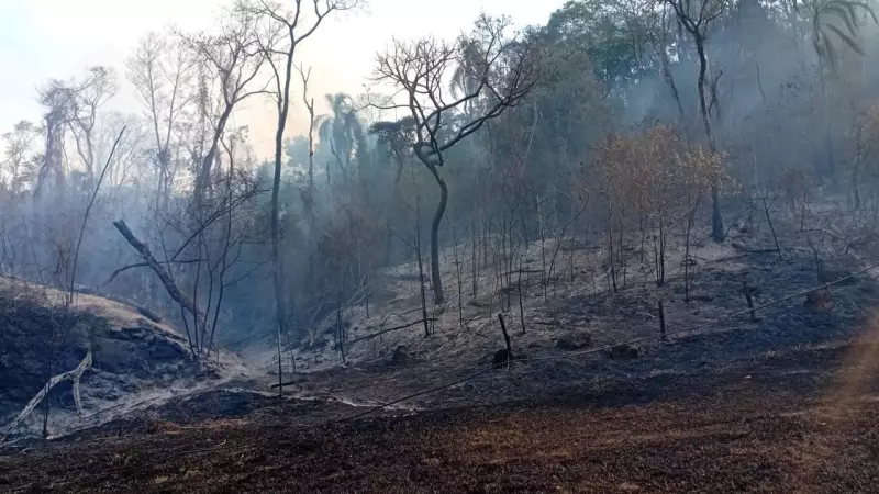 Incêndio de grandes proporções devasta mata nativa às margens da Rodovia Francisco Von Zuben, em Valinhos
