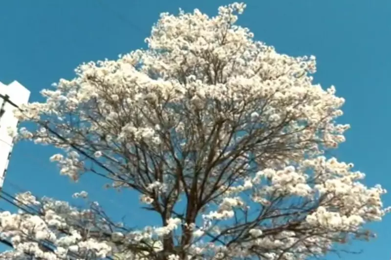 Ipê branco desabrocha antes do esperado em MS: mudanças climáticas surpreendem especialistas