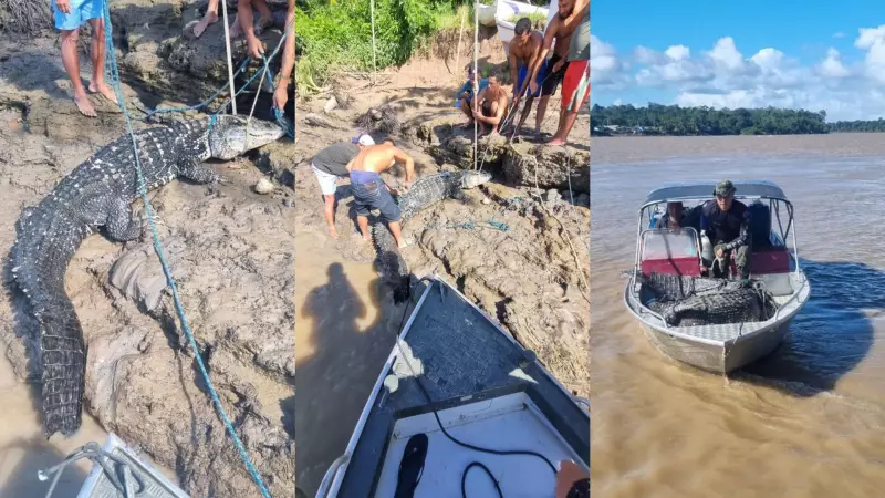 Jacaré-açu Gigante de 3 Metros é Resgatado e Libertado no Bailique, Amapá — Veja o Vídeo!