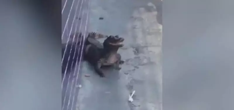 Jacaré é capturado com ajuda de moradores no Pará — veja como foi a ação surpreendente!