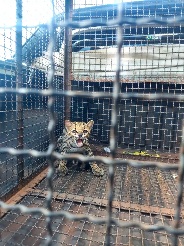 Jaguatirica é resgatada em oficina mecânica de Taquarituba — veja o vídeo impressionante!