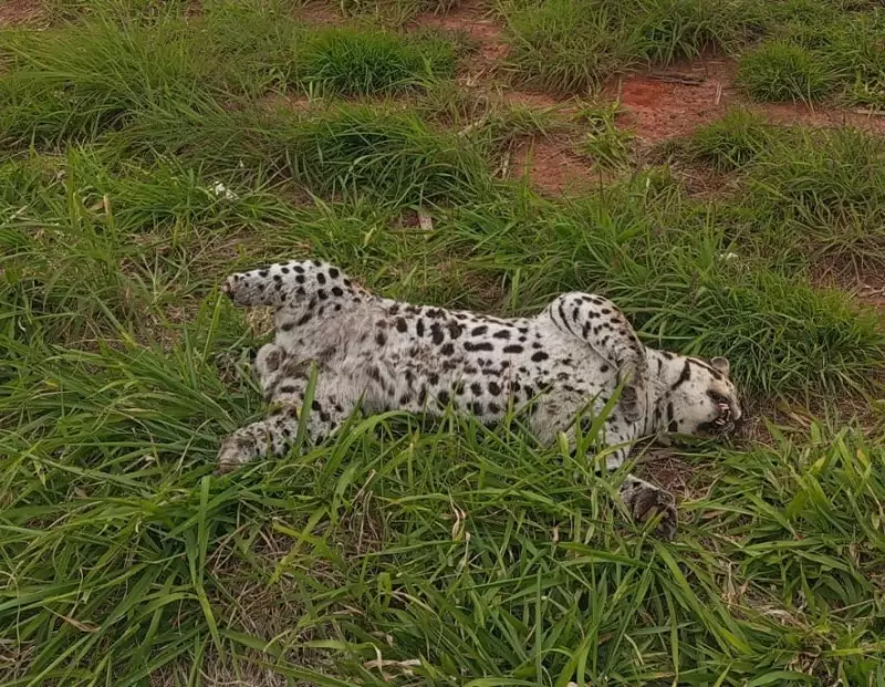 Jaguatiricas são atropeladas em rodovias de Flora Rica e Regente Feijó: um alerta para a preservação