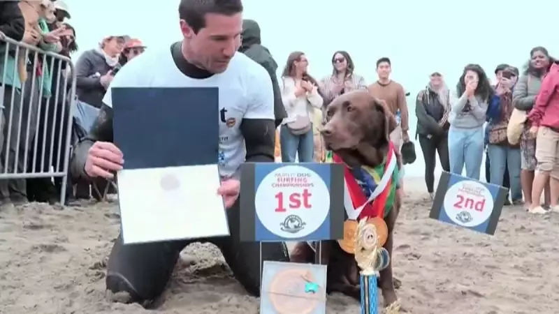 Labradora brasileira vira sensação ao dominar as ondas e conquistar bicampeonato mundial de surfe